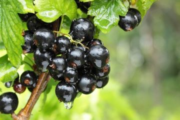 8 κουταλιές της σούπας κάτω από κάθε θάμνο - και τα φραγκοστάφυλα μεγαλώνουν από τα σταφύλια και τα γλυκιά από το μέλι: Πρέπει να το συγκομίσετε σε βαρέλια.
